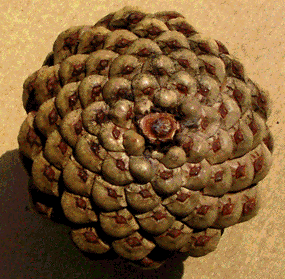 pinecone