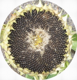 sunflower seed head