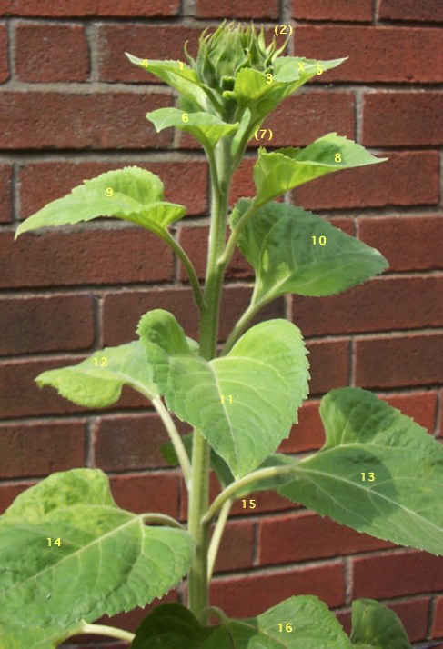 sunflower stalk