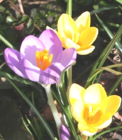 crocus