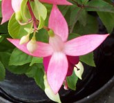 fuchsia has 4 sepals