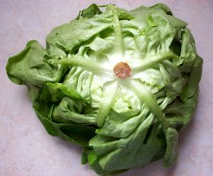 lettuce